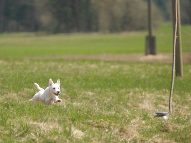 Coursing (Foto : Urban ) - foto povečava