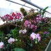 orhideje iz arburetuma volčji potok