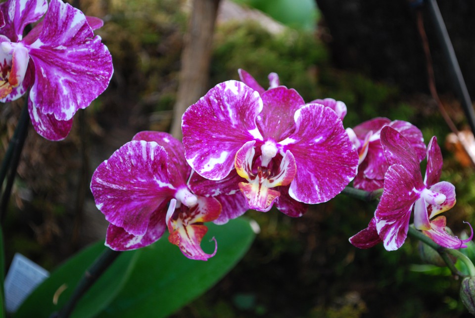 Orhideje iz arburetuma volčji potok - foto povečava
