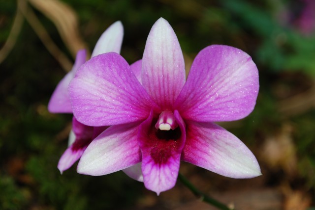 Orhideje iz arburetuma volčji potok - foto