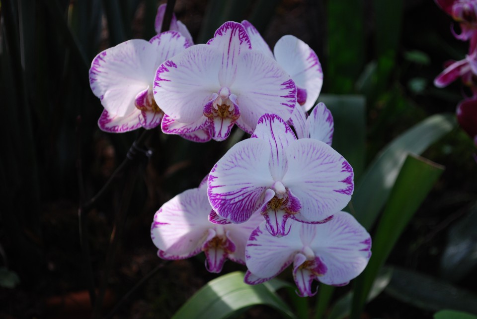 Orhideje iz arburetuma volčji potok - foto povečava
