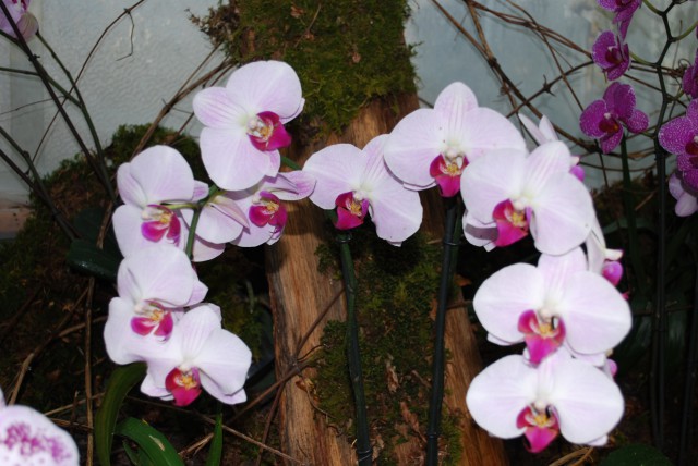 Orhideje iz arburetuma volčji potok - foto