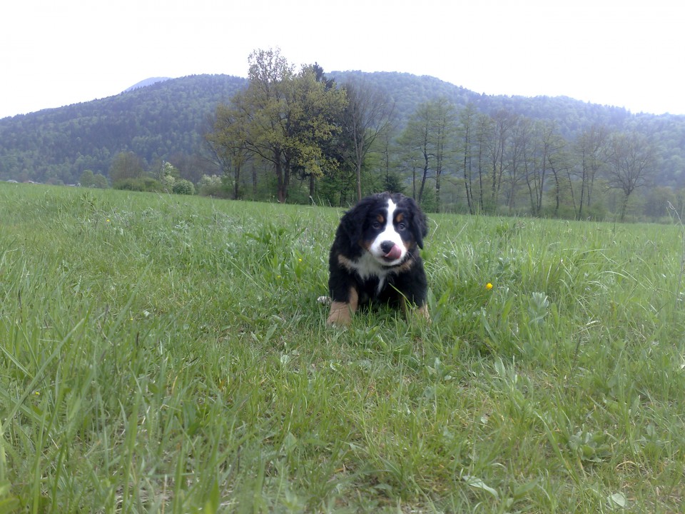 Razni sprehodi - foto povečava