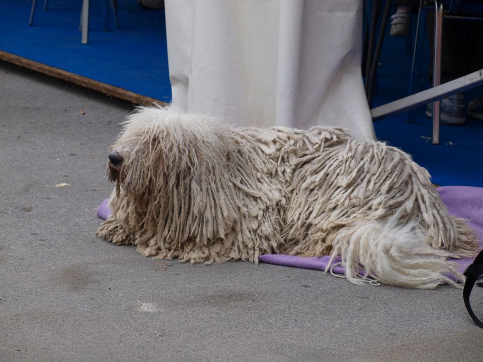 EURODOGSHOW - foto povečava