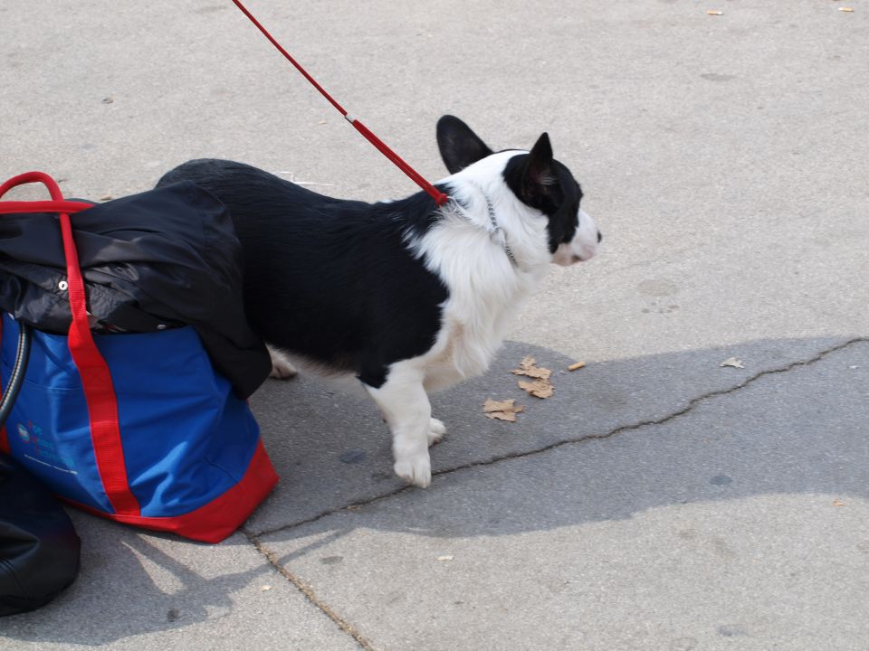 EURODOGSHOW - foto povečava