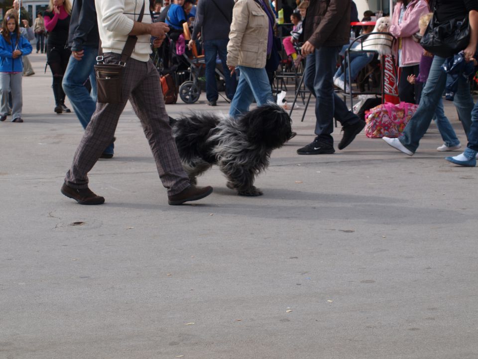 EURODOGSHOW - foto povečava