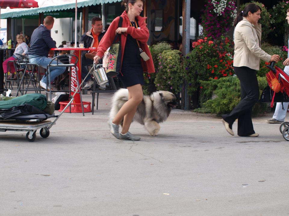 EURODOGSHOW - foto povečava