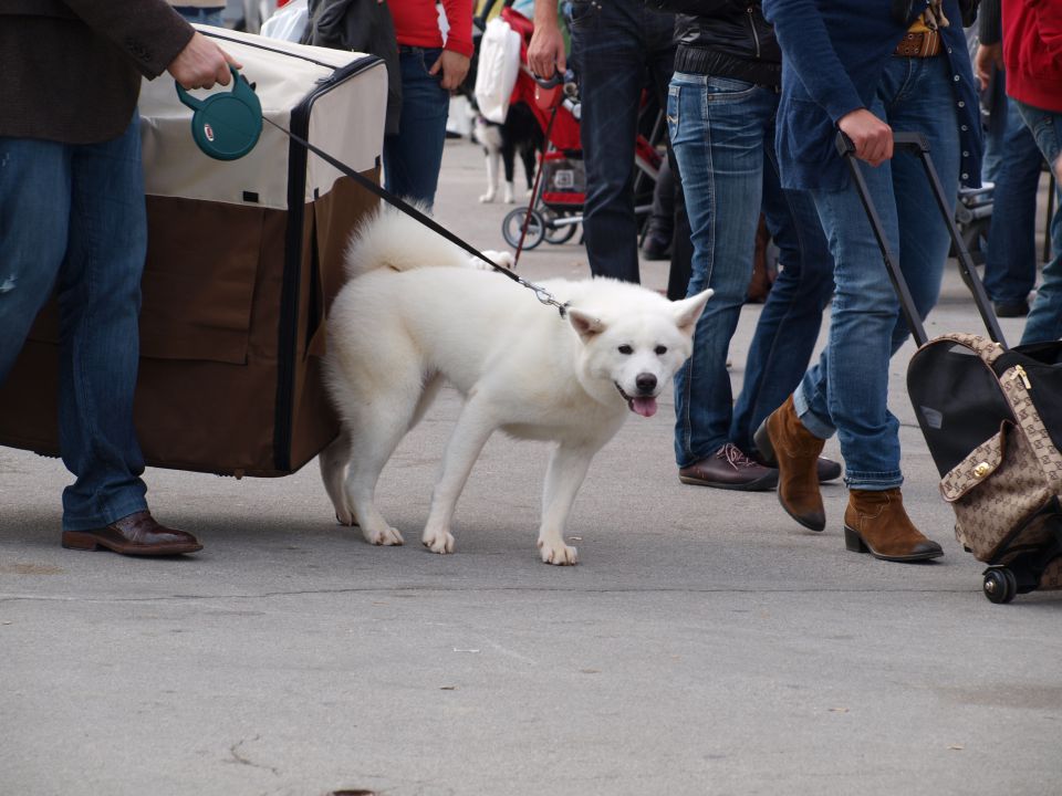 EURODOGSHOW - foto povečava