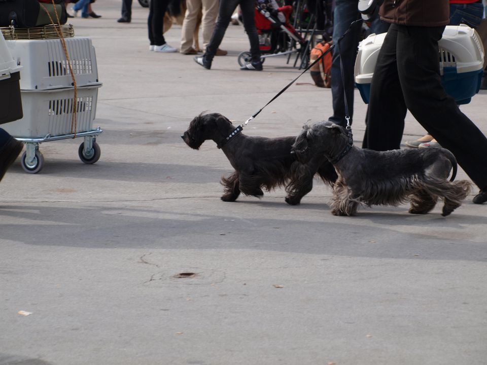 EURODOGSHOW - foto povečava