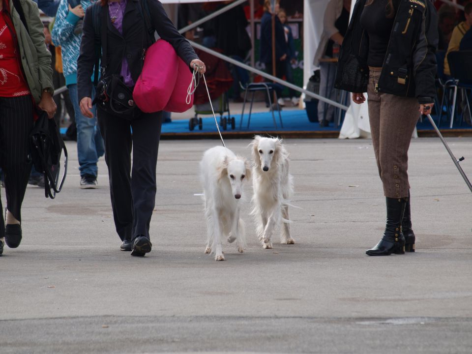 EURODOGSHOW - foto povečava