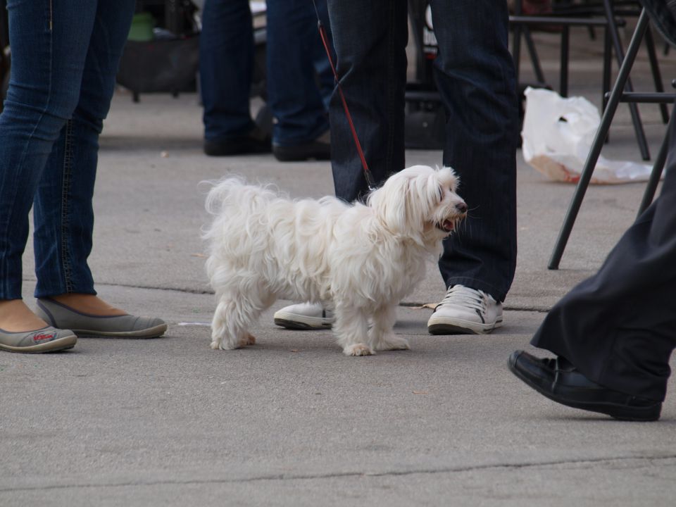 EURODOGSHOW - foto povečava