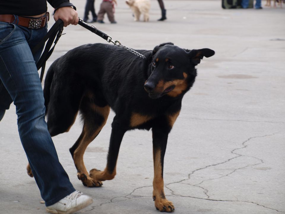 EURODOGSHOW - foto povečava