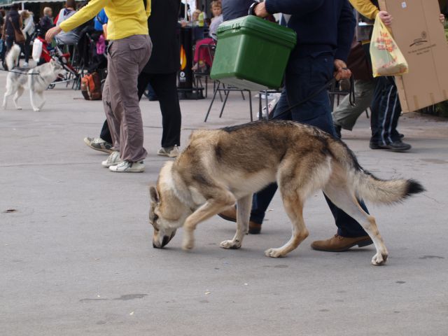 EURODOGSHOW - foto