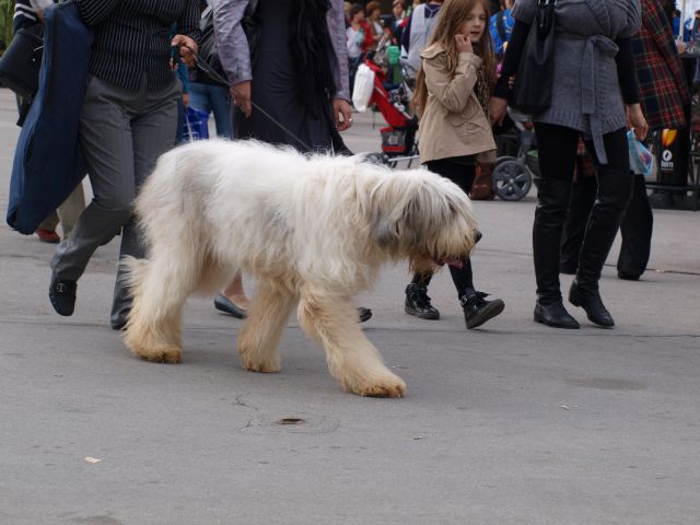 EURODOGSHOW - foto