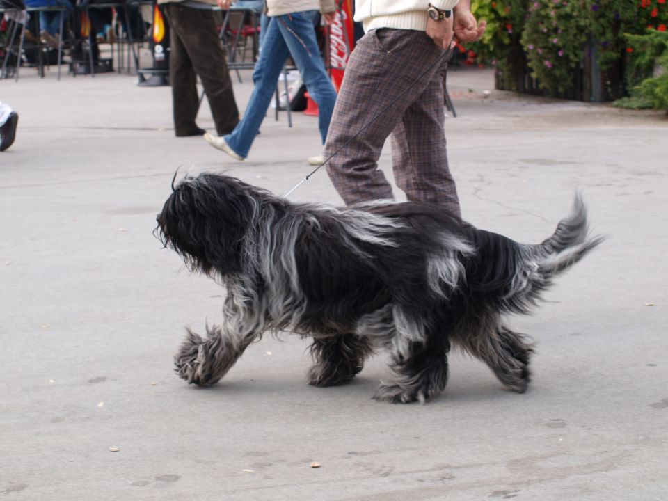 EURODOGSHOW - foto povečava