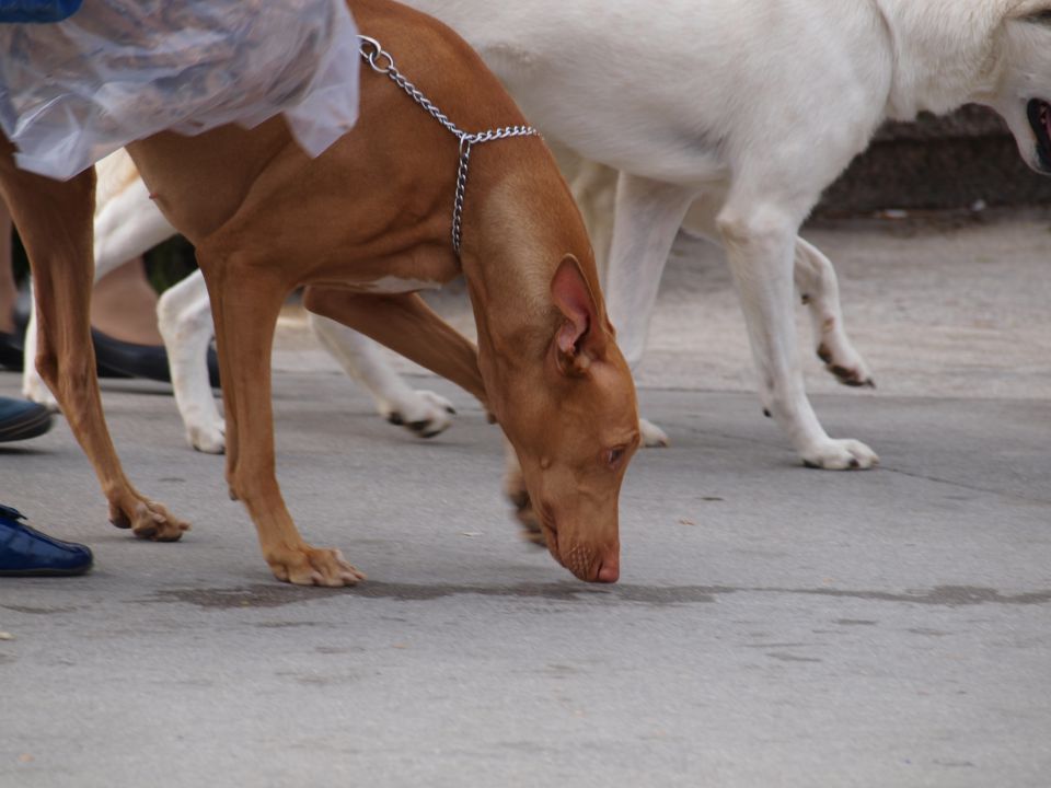 EURODOGSHOW - foto povečava