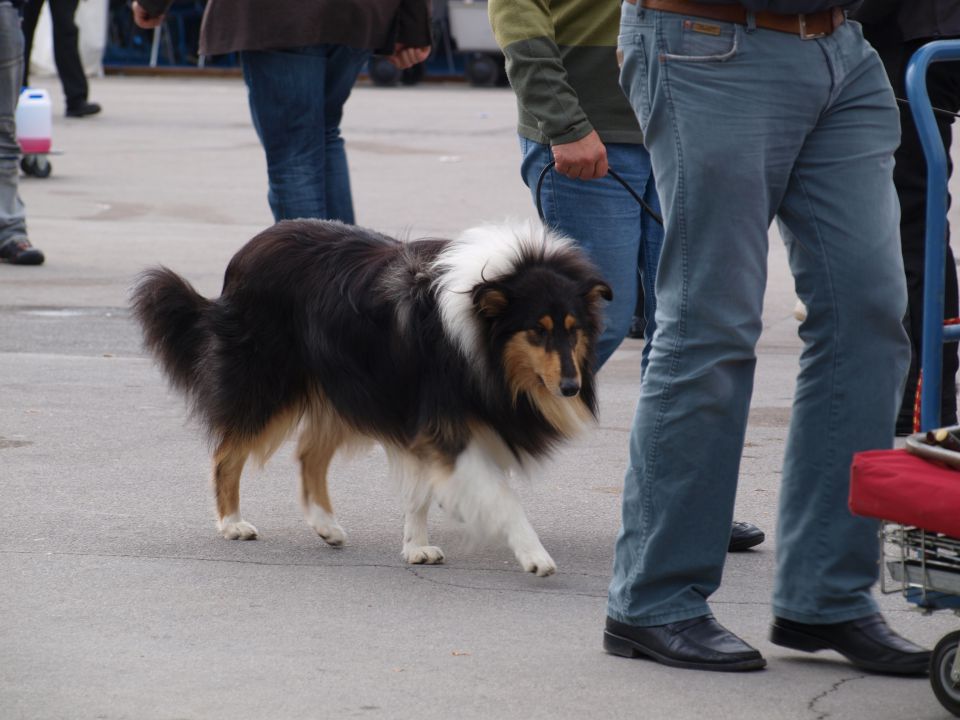 EURODOGSHOW - foto povečava