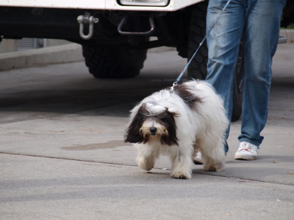 EURODOGSHOW - foto povečava