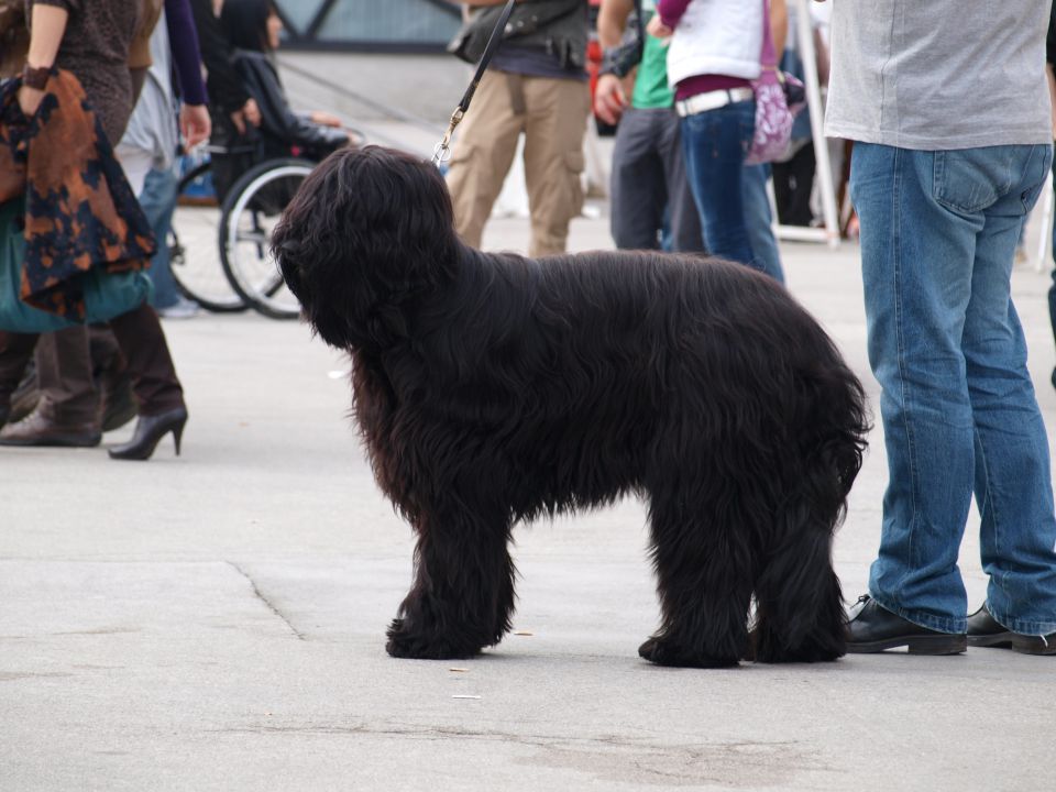 EURODOGSHOW - foto povečava