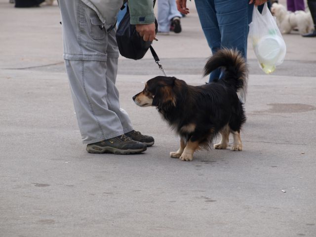 EURODOGSHOW - foto