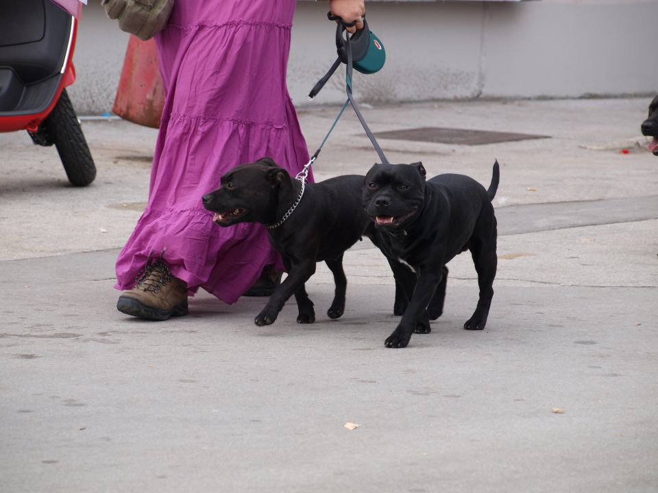 EURODOGSHOW - foto povečava