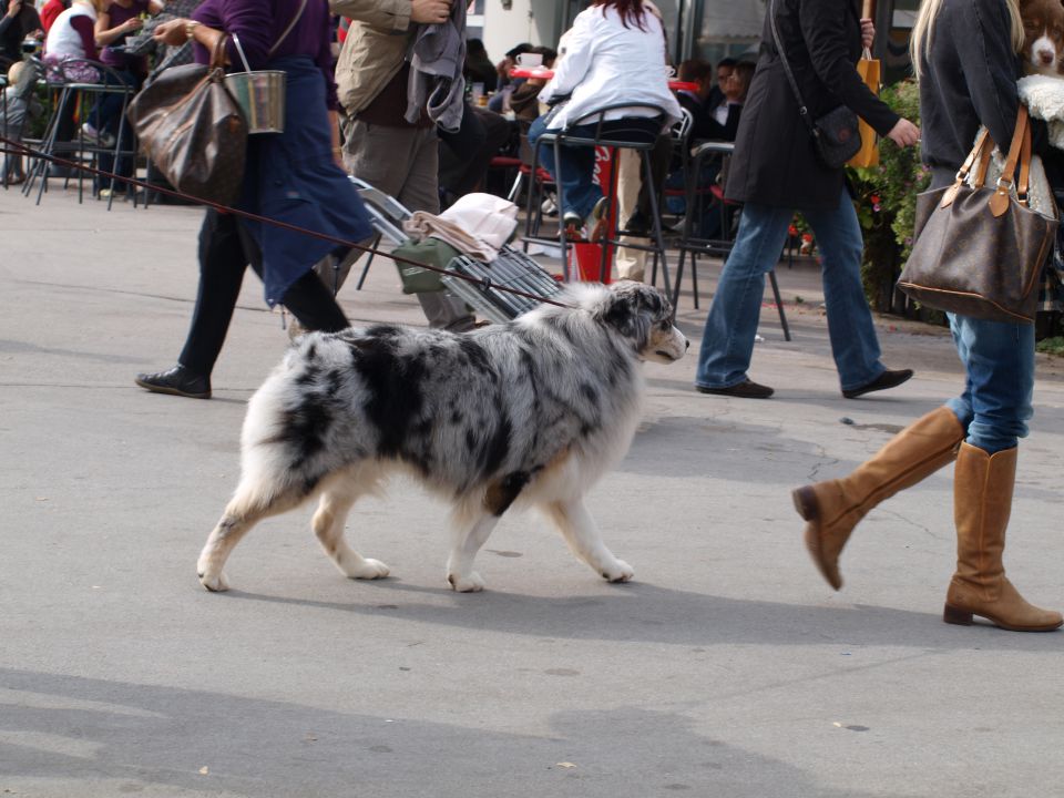 EURODOGSHOW - foto povečava