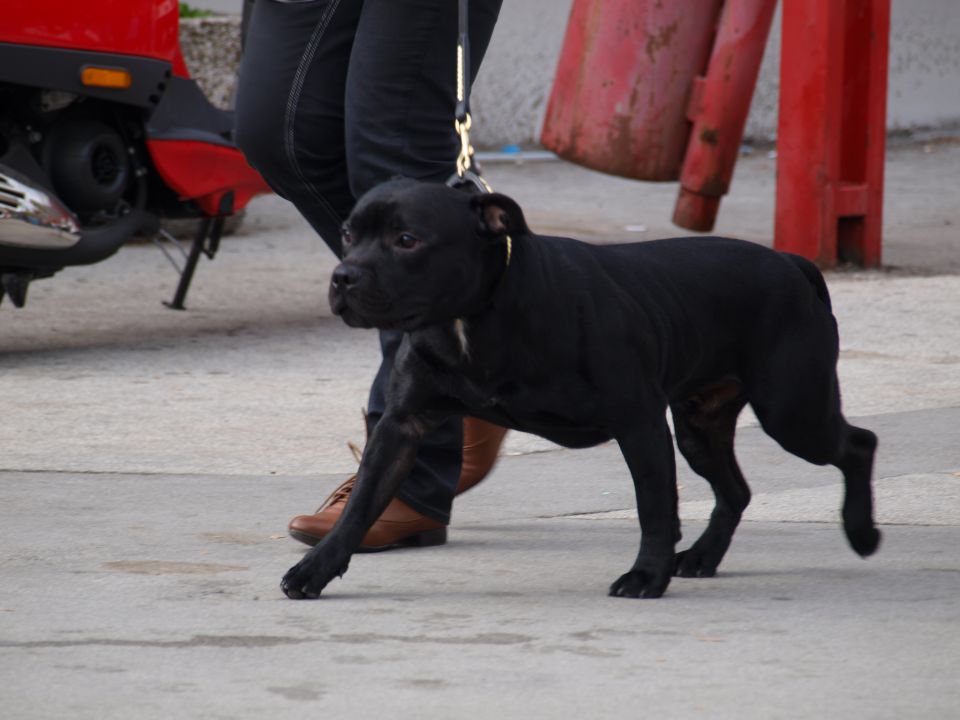 EURODOGSHOW - foto povečava