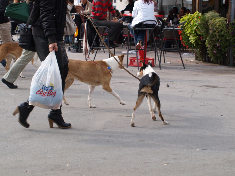 EURODOGSHOW - foto povečava