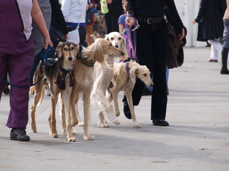 EURODOGSHOW - foto povečava