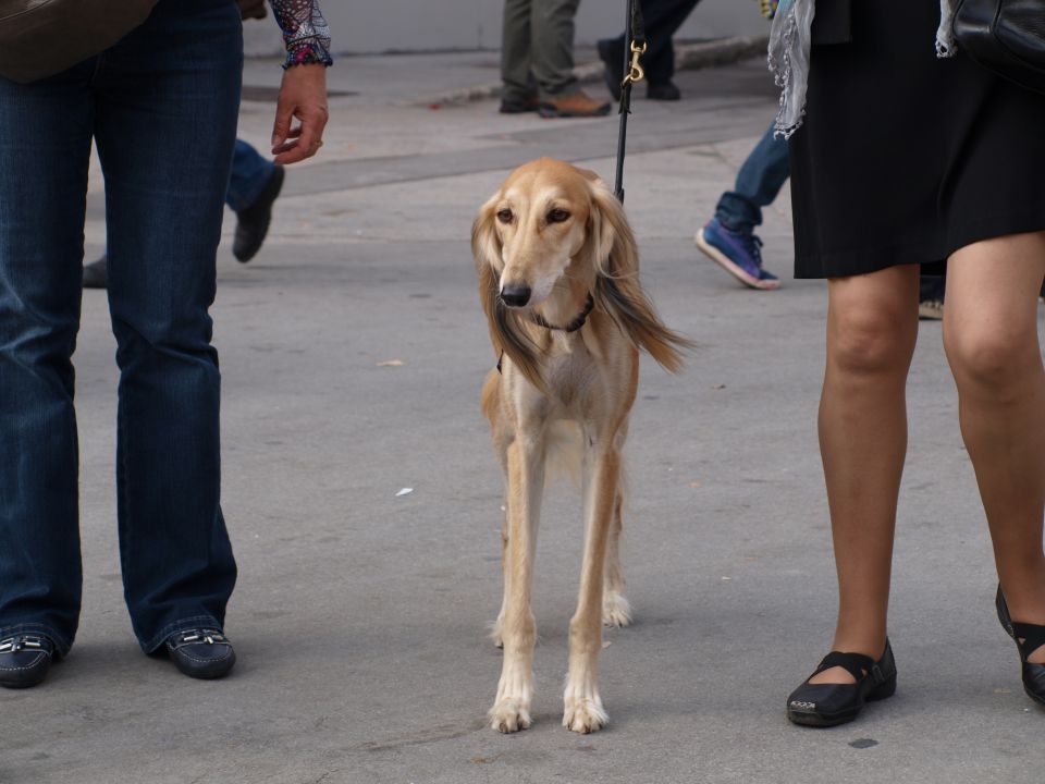 EURODOGSHOW - foto povečava