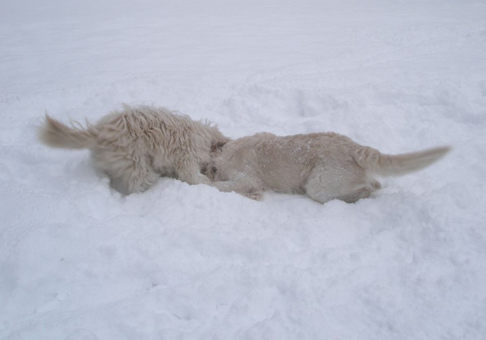 Zima je najlepša (2010) - foto povečava