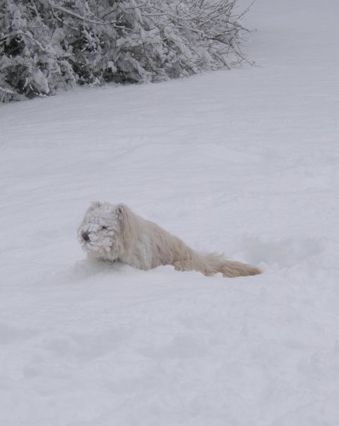 Zima je najlepša (2010) - foto