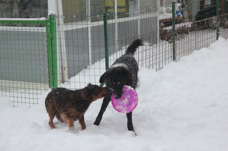 ZH/MAČKE, PSI - foto povečava