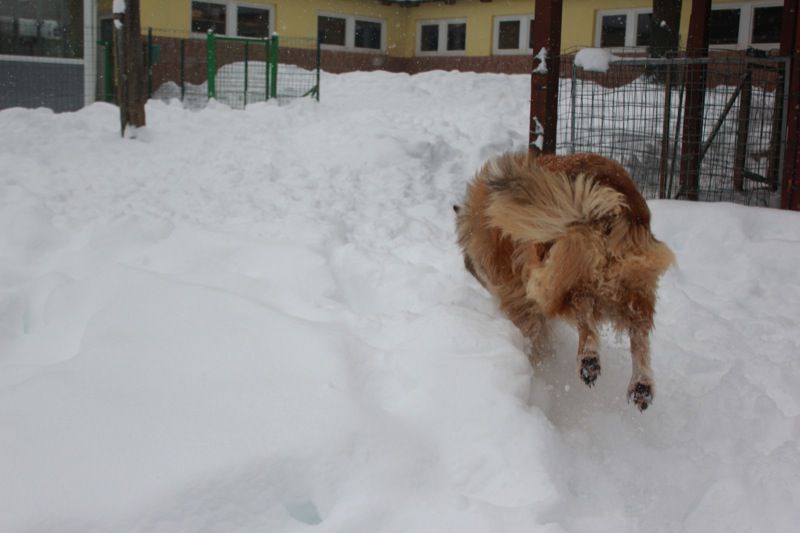 ZH/MAČKE, PSI - foto povečava