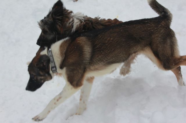 ZH/MAČKE, PSI - foto