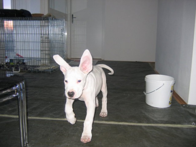 DOGO ARGENTINO - foto