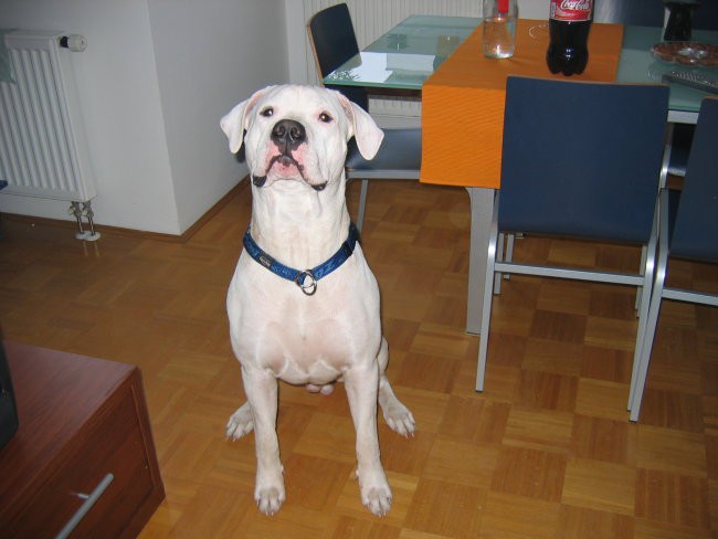 DOGO ARGENTINO - foto povečava