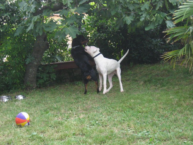 DOGO ARGENTINO - foto povečava