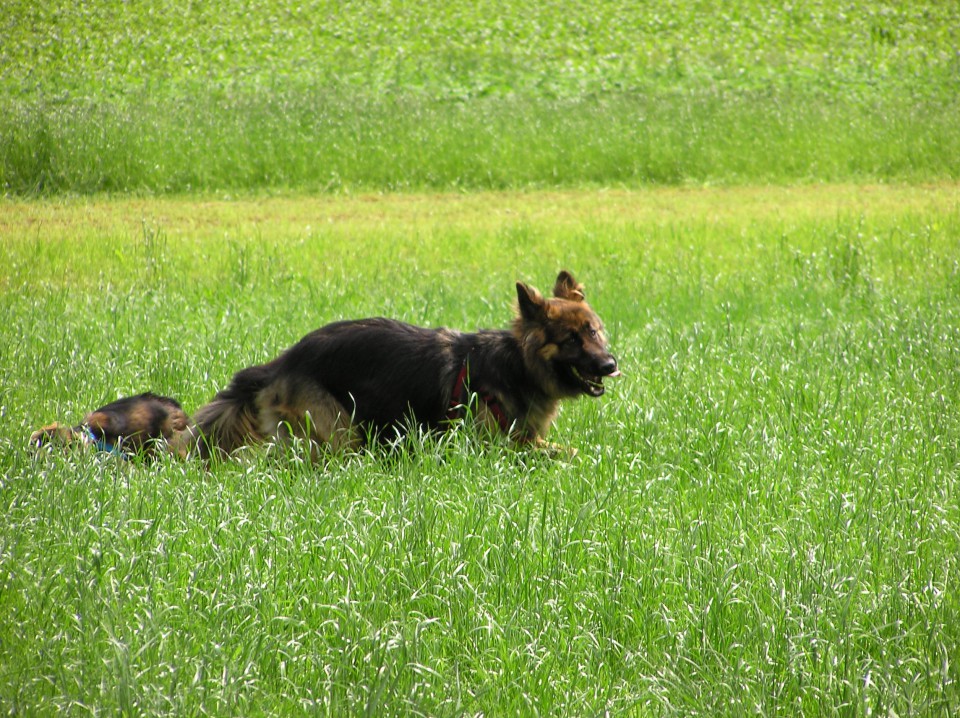 20090607 Kranj - foto povečava