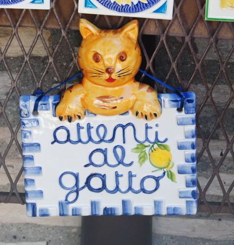 Cats of italy 2016 - foto