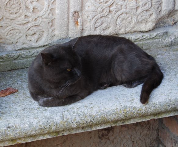 Cats of italy 2016 - foto
