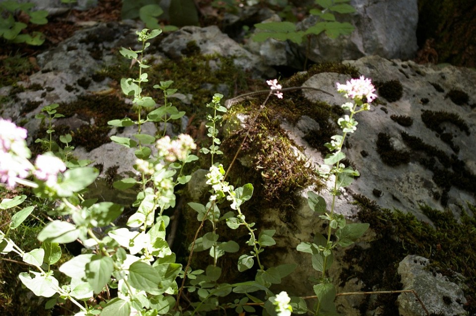 Tabore Dovje 2009 - foto povečava