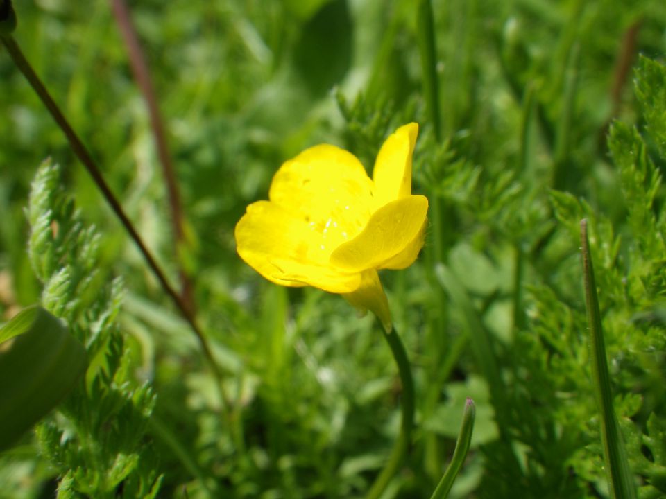 Klopni vrh, Lovrenška jezera - 03.06.2012 - foto povečava