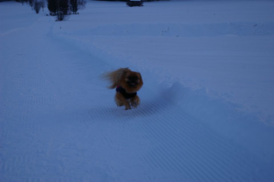 Smučanje Kronplatz - februar 13 - foto povečava