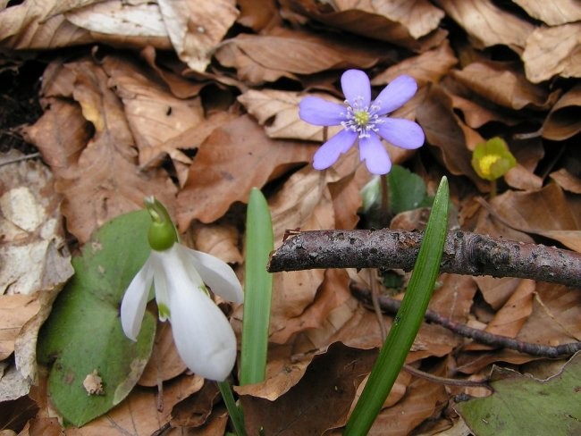 Trdinov vrh - 45 let PD Radgona - 1.4.2006 - foto povečava