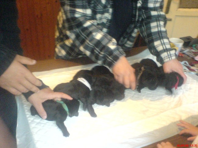 Mladički 2008 - foto povečava