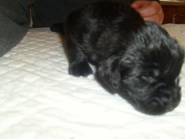 Amorette mio