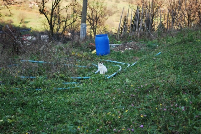 Mladi;i stari 9 tednov - foto