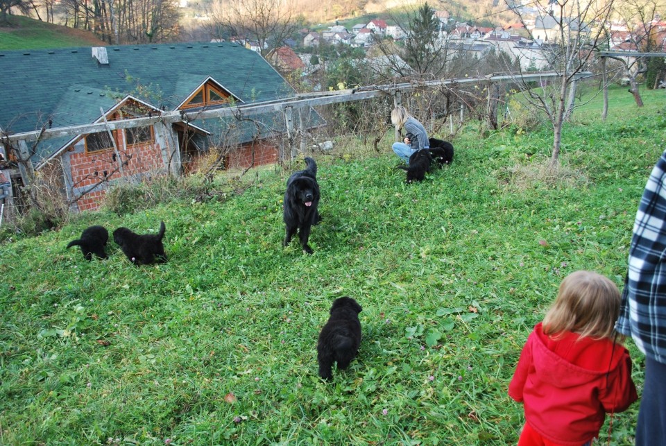 Mladi;i stari 9 tednov - foto povečava