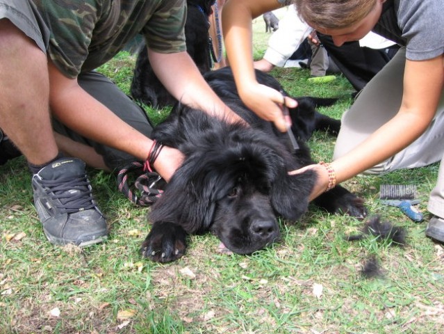 CAC Trbovlje 2006 - foto